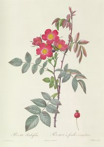 Rosa Rubrifolia von Pierre Joseph Redouté